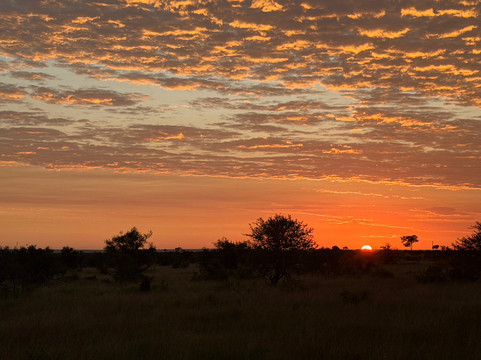 The Other Animals Safaris-克鲁格国家公园必去景点