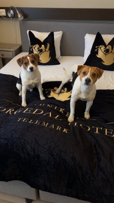 莫格达尔酒店-官方