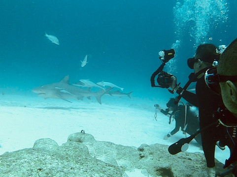Tank-ha Dive Center-普拉亚德尔卡曼必去景点