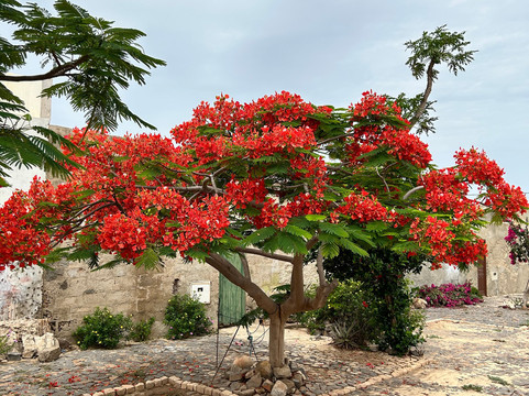 Momo Tour Boa Vista-圣莫尼卡必去景点