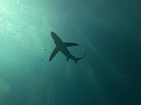 Mbi Divecenter-妈妈拍丝瓜岛必去景点