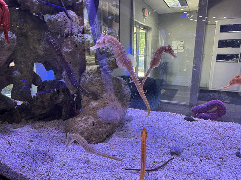 Boca Aquarium-博卡拉顿必去景点