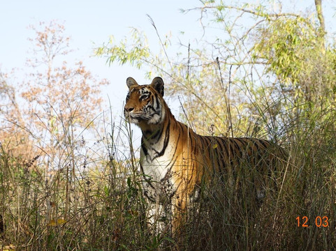 Satpura National Park-中央邦必去景点