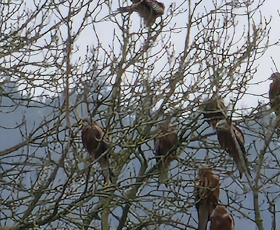 Bellymack Hill Farm - Kite Feeding Station-Laurieston必去景点
