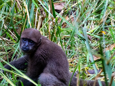 El Pantanal-瓜亚基尔必去景点