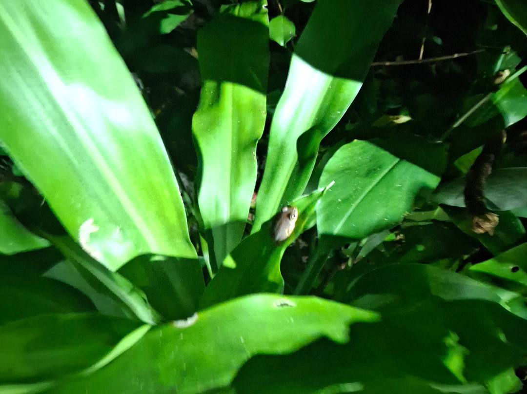 FANILO TOURS-Toamasina (Tamatave)必去景点