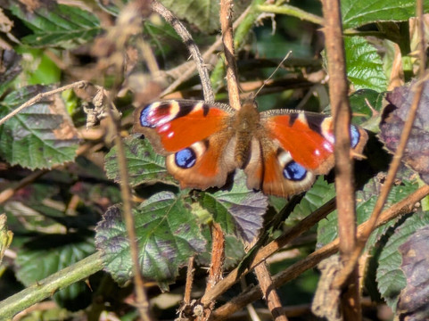 Brockadale Nature Reserve-庞蒂弗拉克特必去景点