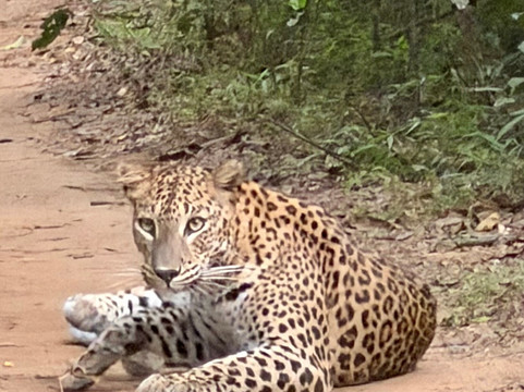 Darshana Tours - Private Driver Sri Lanka-尼甘布必去景点