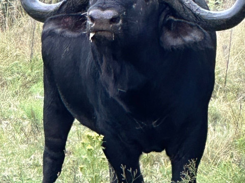 Vula Valla Game & Safaris-贝拉贝拉必去景点