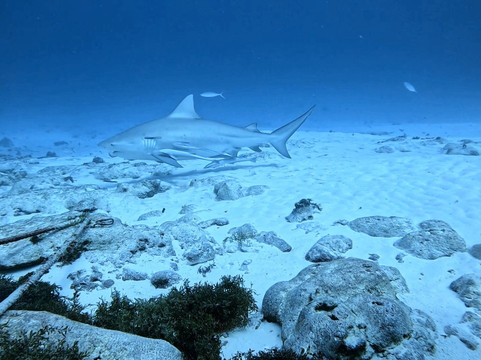 The Reef Marina-普拉亚德尔卡曼必去景点