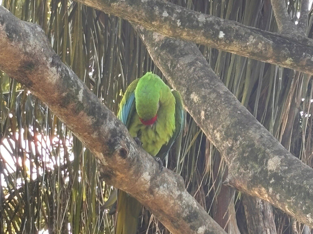 Ara Manzanillo-Manzanillo必去景点