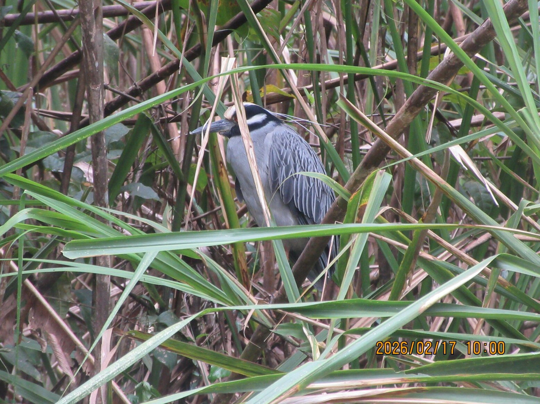 Tortuguero Canal-利蒙港必去景点