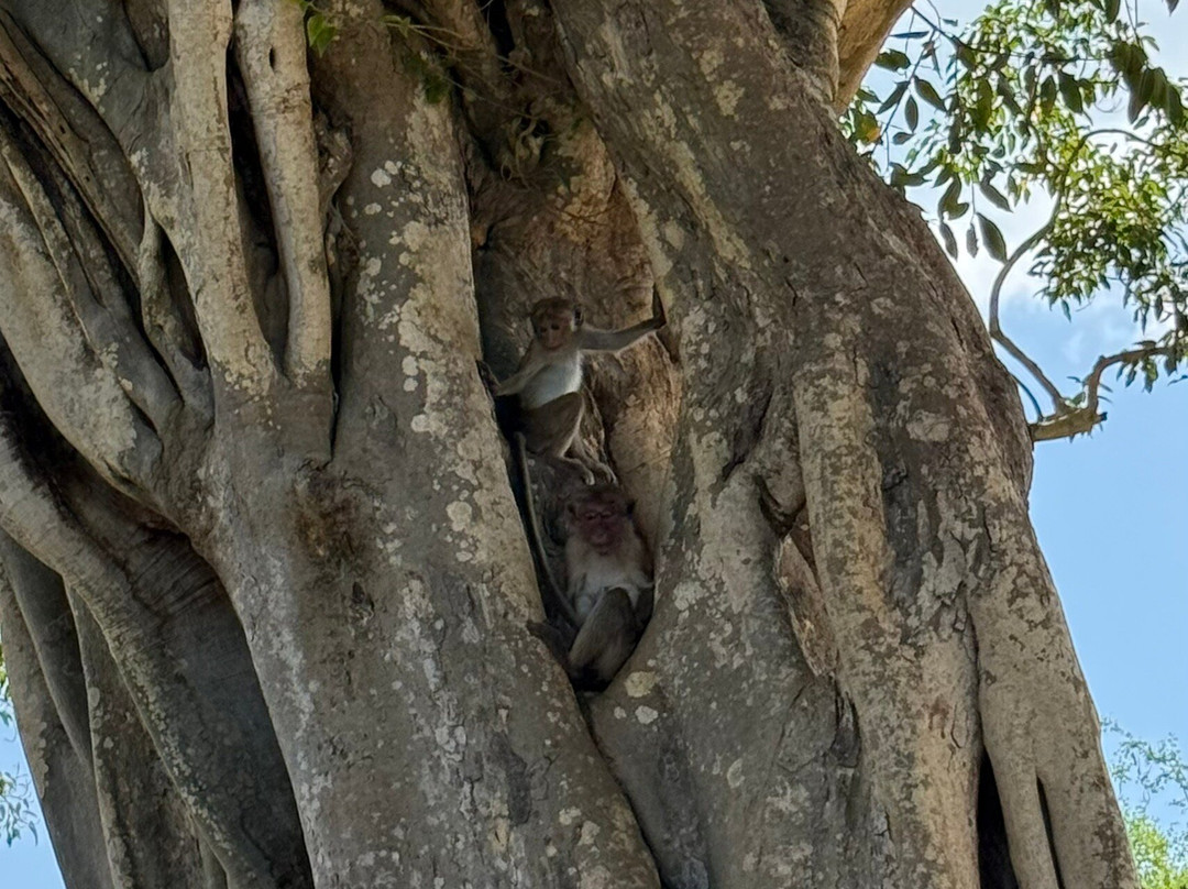 Slow Safaris by Nomad Trails-Sri Lanka-乌达瓦拉瓦必去景点