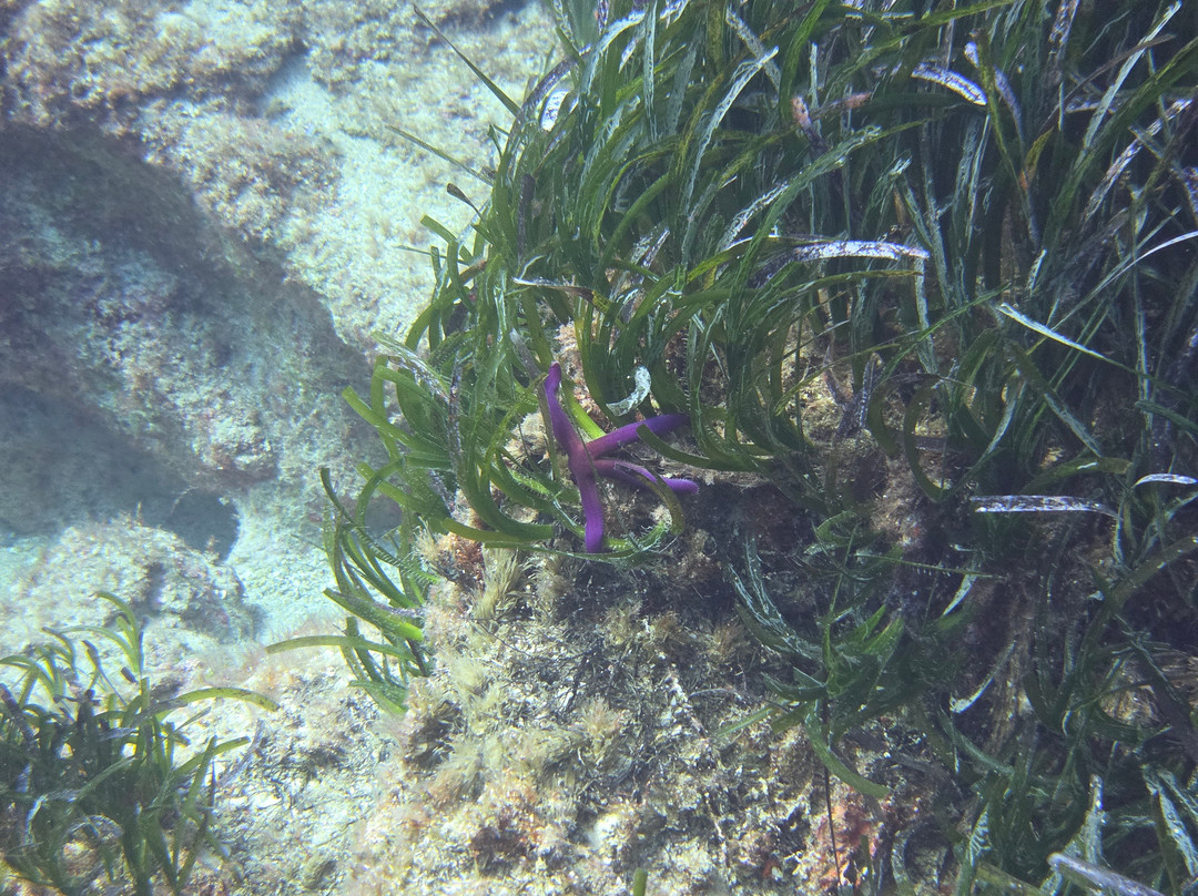 Coral Bay Divers-帕福斯必去景点