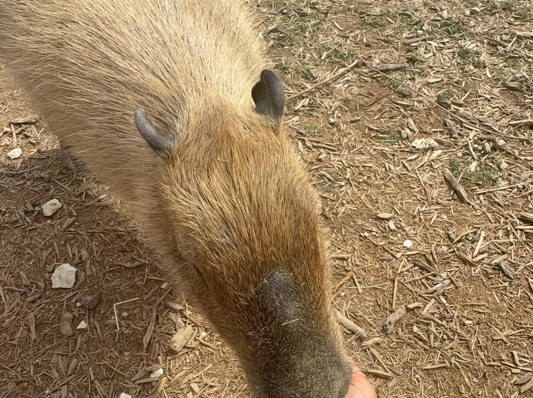 Grapetown Vineyard-弗雷德里克斯堡必去景点