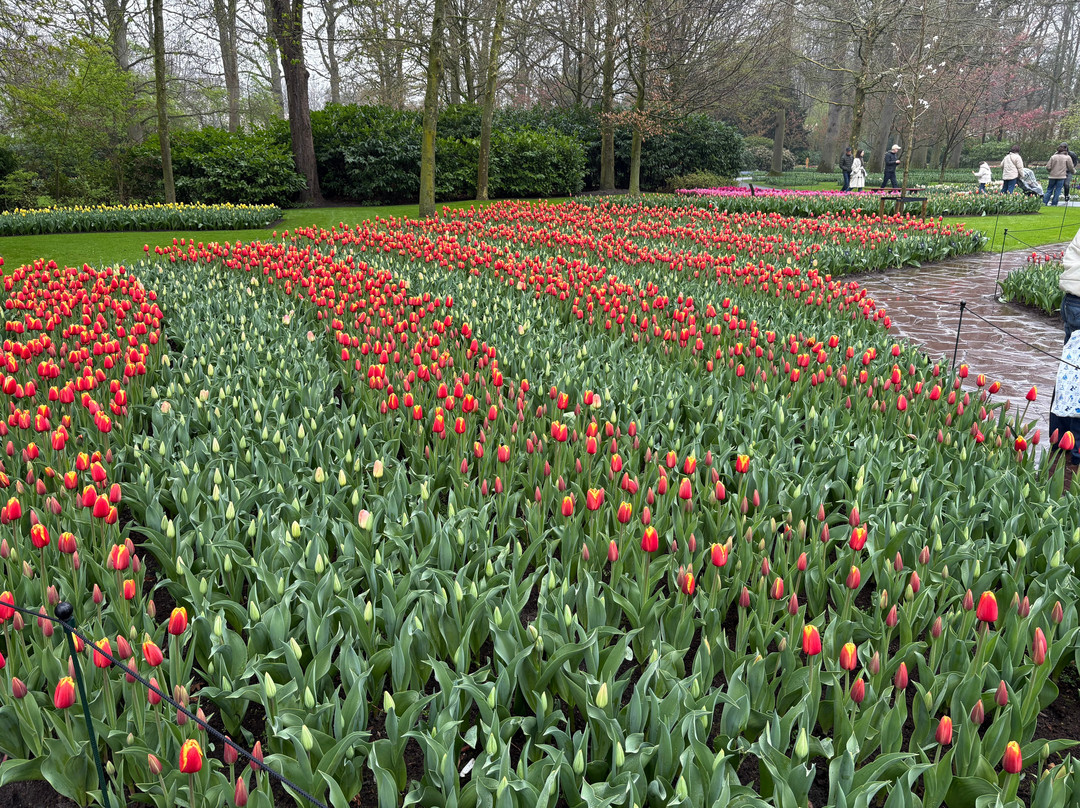 Holland Tour Company-哈勒姆必去景点