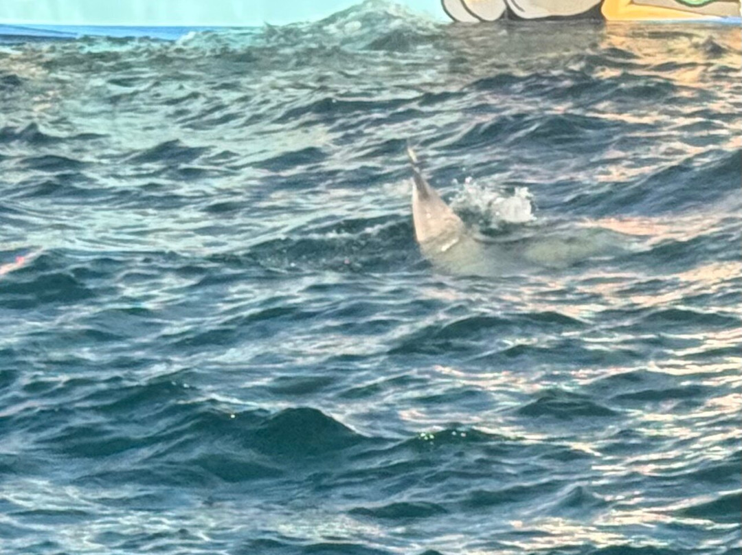 Sandy Bottom Charters-伊斯拉摩拉达必去景点