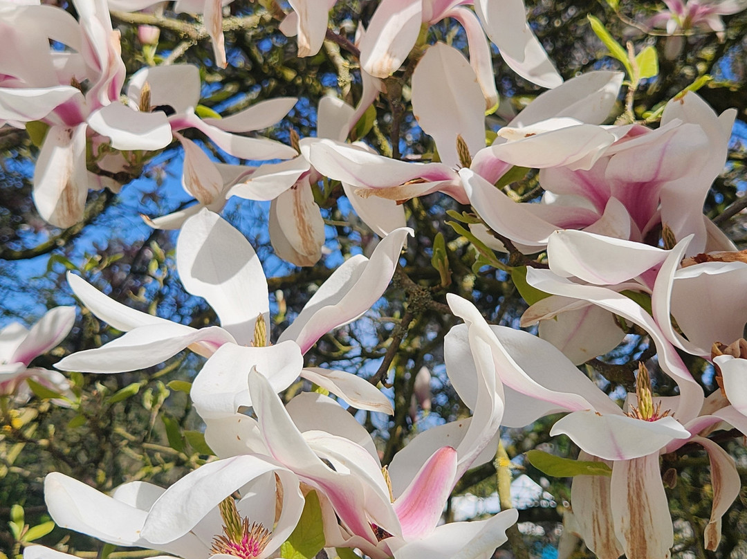 West Acre Gardens-West Acre必去景点