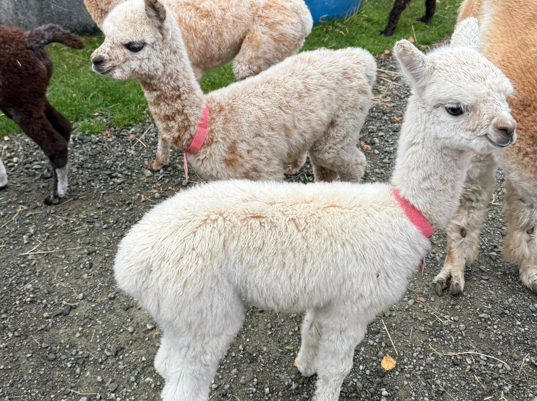 Kepler Mountain View Alpacas-马纳普里必去景点