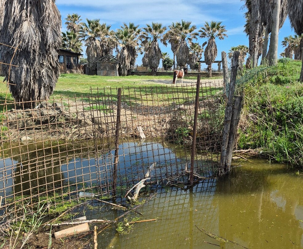 Monumento Naturale Palude di Torre Flavia-拉迪斯波利必去景点