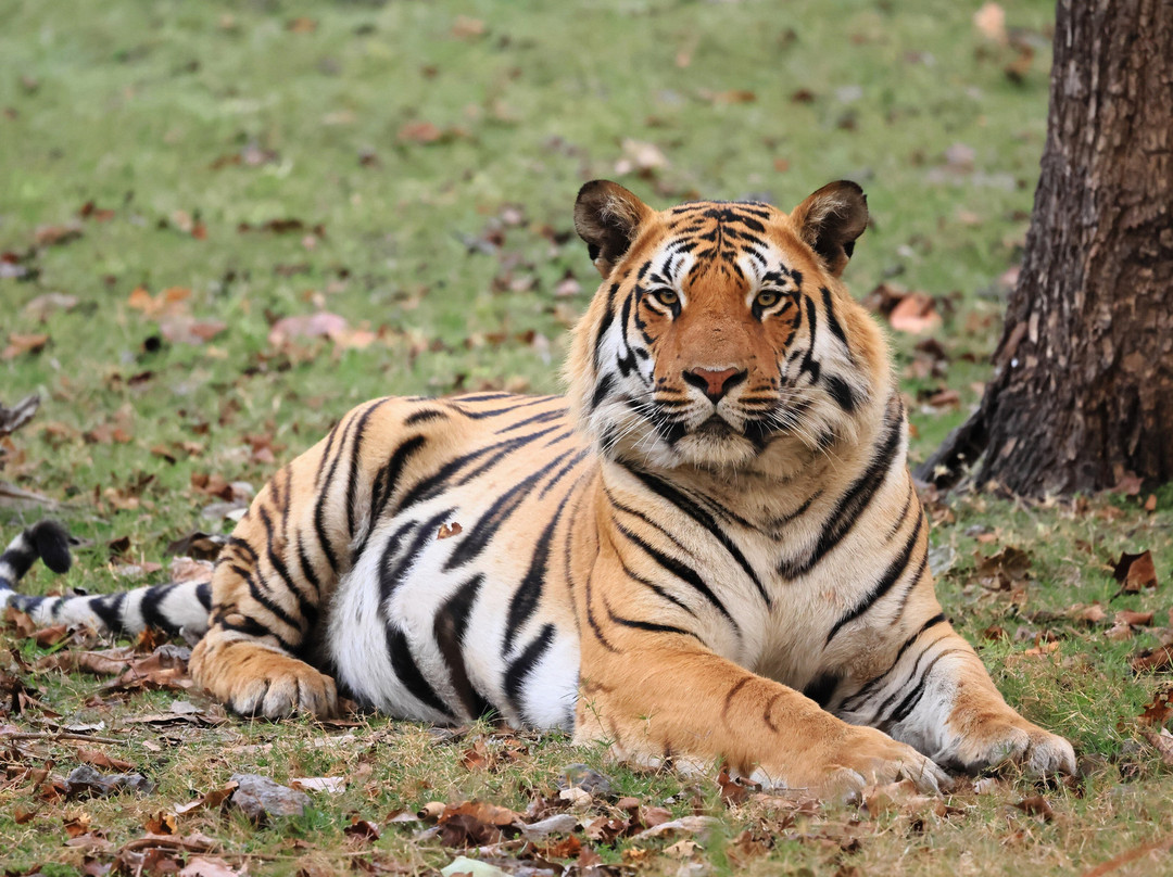 潘趣丛林营地酒店主图