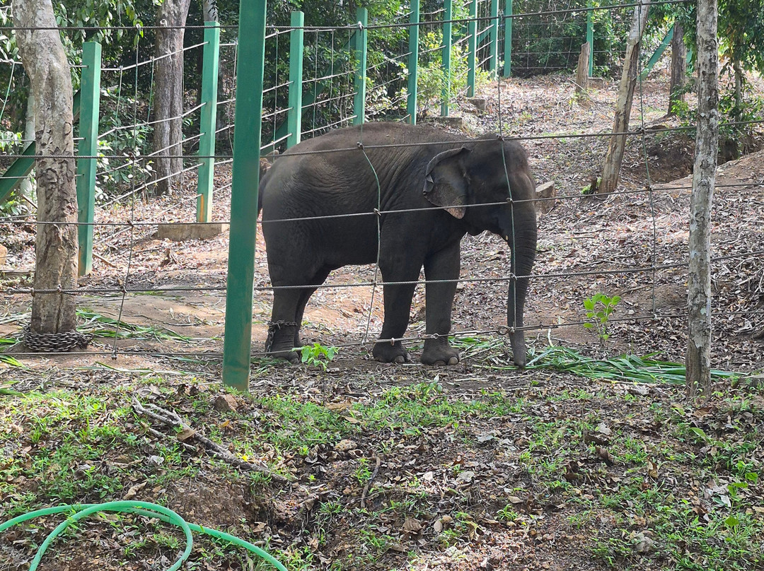 Elephant Rehabilitation Centre-提卢湾安塔普兰（特里凡德伦）必去景点