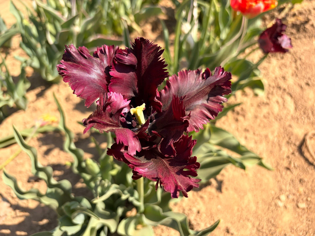 Tulipani Italiani Arese-阿雷塞必去景点