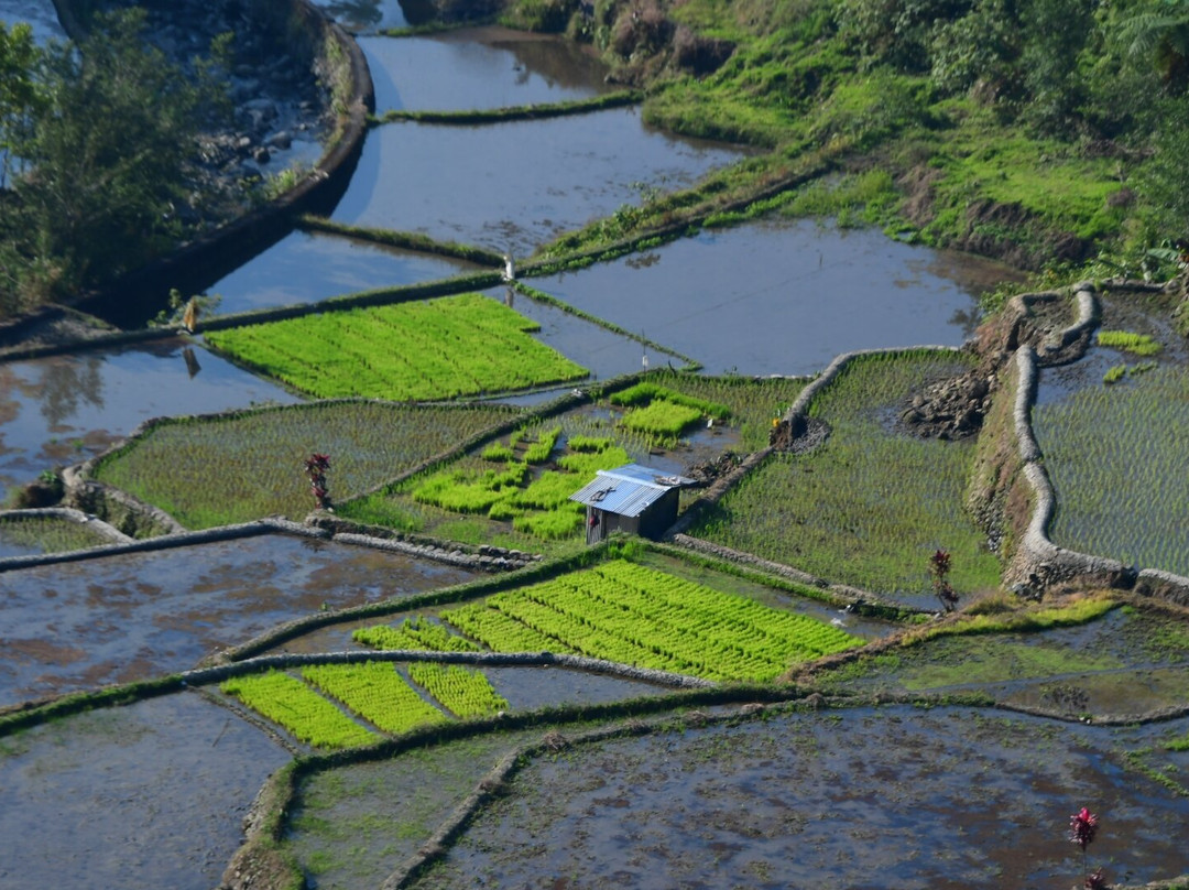 菲律宾水稻梯田-Banaue必去景点