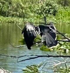 St. John's River Eco Tours, LLC-DeBary必去景点