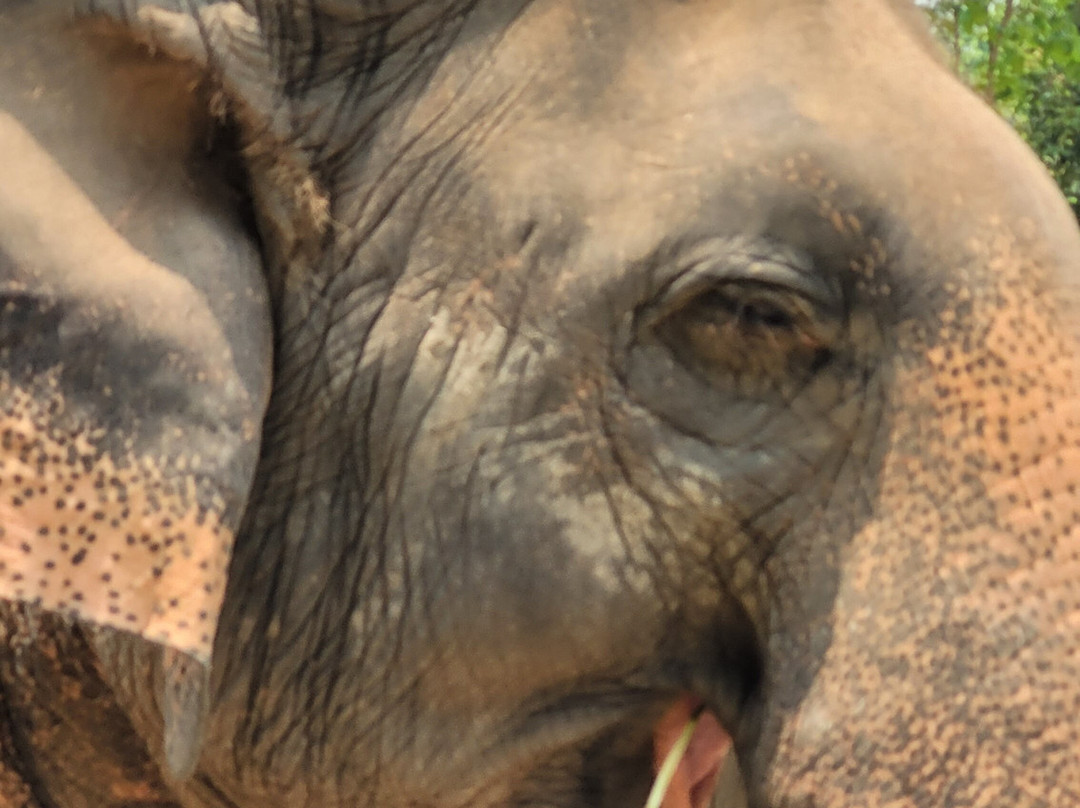 Maerim Elephant Sanctuary-夜林必去景点