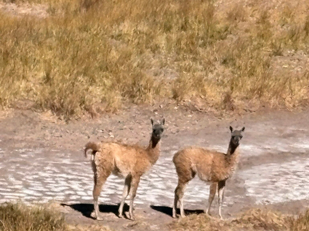 Laguna Brava Provincial Reserve-拉里奥哈必去景点