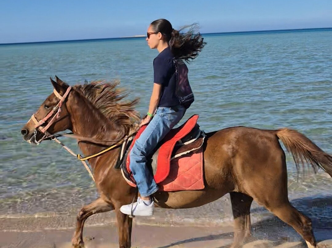 Gamila Stable Club Horse and Camel Riding-马卡迪湾必去景点