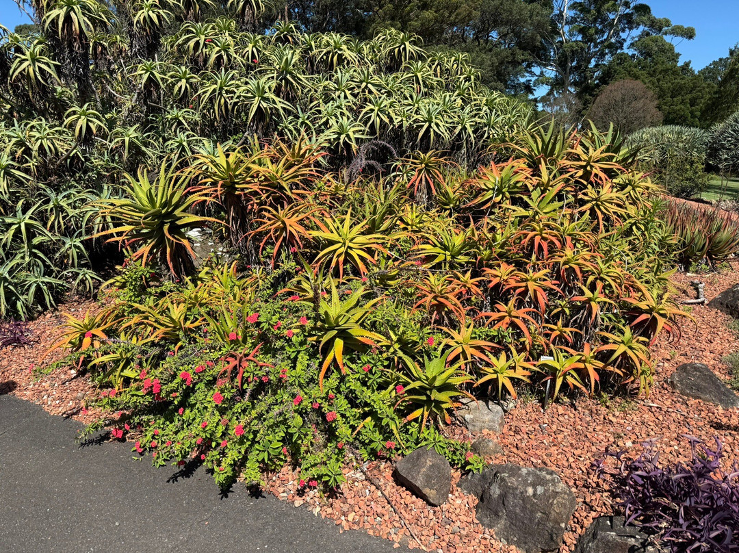 Wollongong Botanic Garden-卧龙岗市必去景点