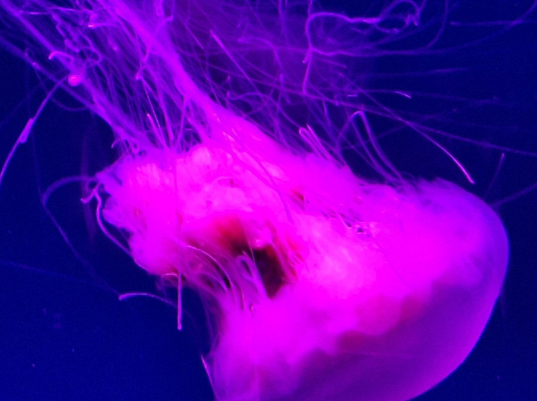 South Carolina Aquarium-查尔斯顿必去景点