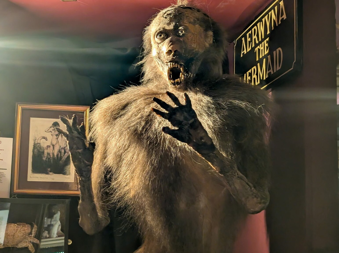 The Viktor Wynd Museum of Curiosities, Fine Art & UnNatural History-伦敦必去景点