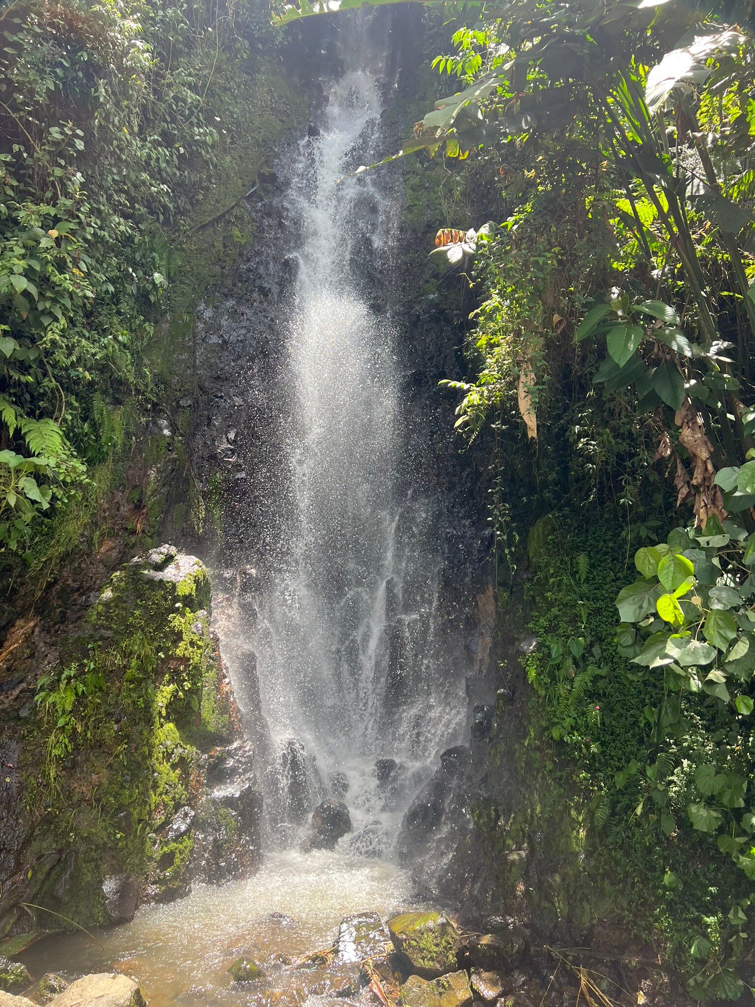 种植园酒店-旅行者