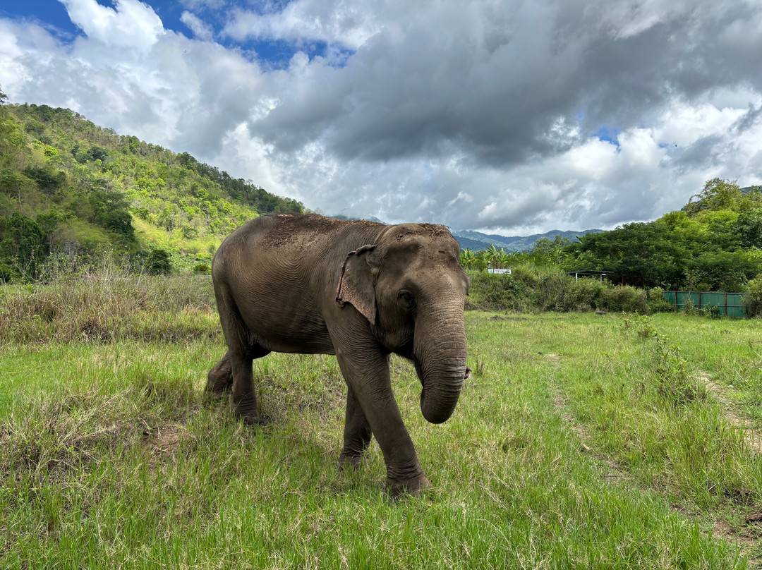 Doi Lom Elephant Rescue Sanctuary