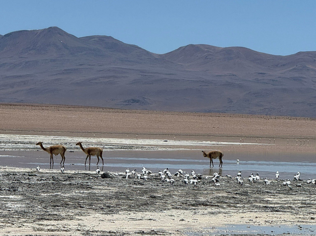 Aguas Termales De Polques-乌尤尼必去景点