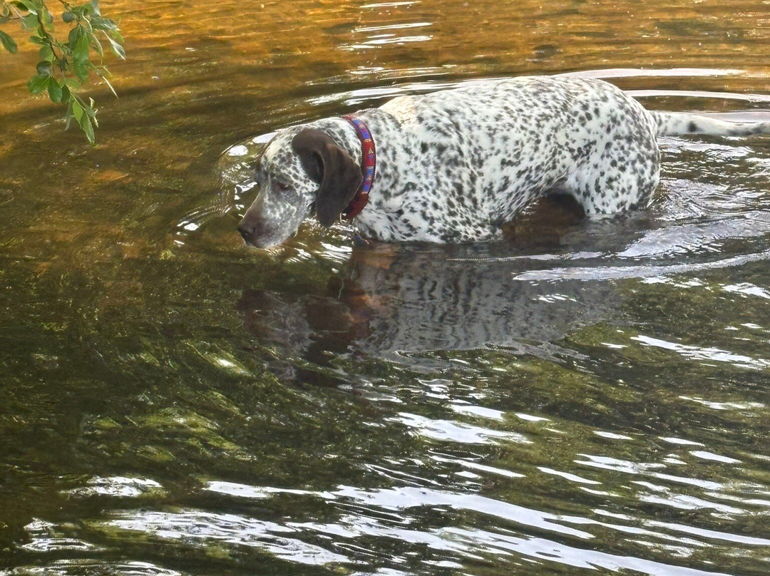 Dartington Estate And Gardens-Dartington必去景点