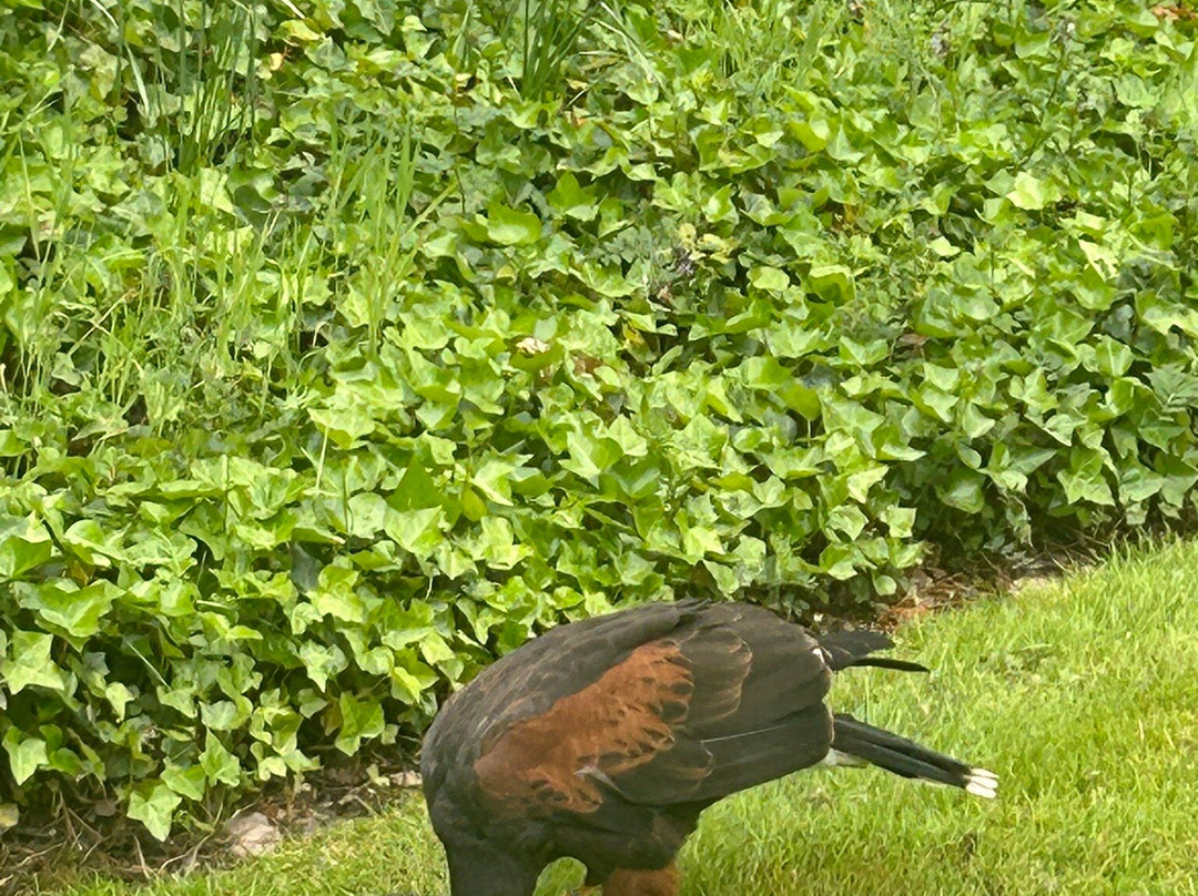 Ireland's School of Falconry-康镇必去景点
