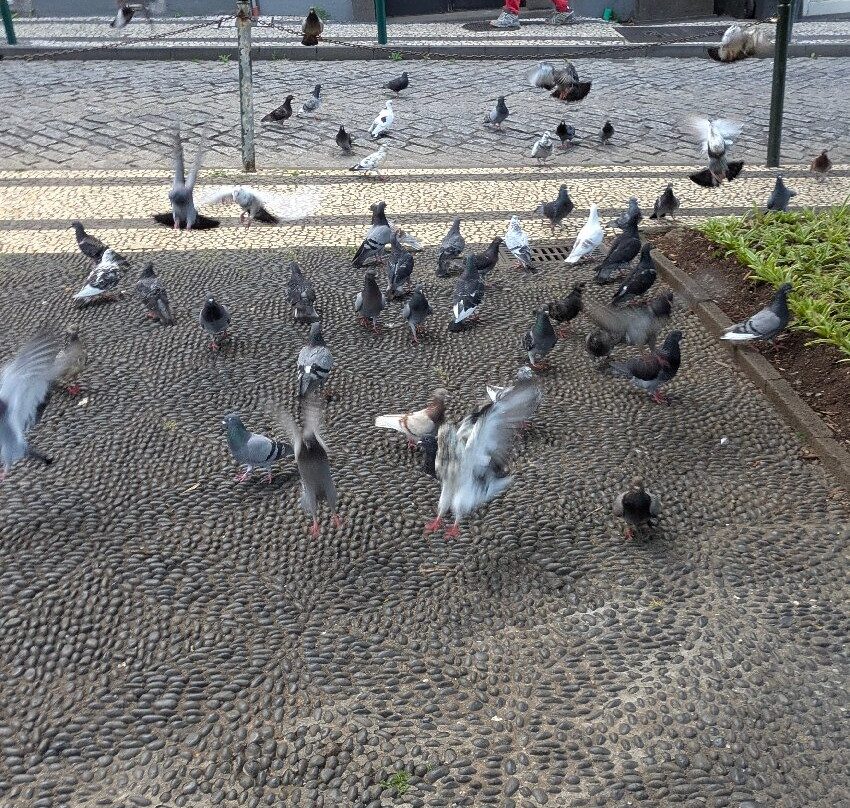 Jardim Municipal do Funchal-沙尔必去景点