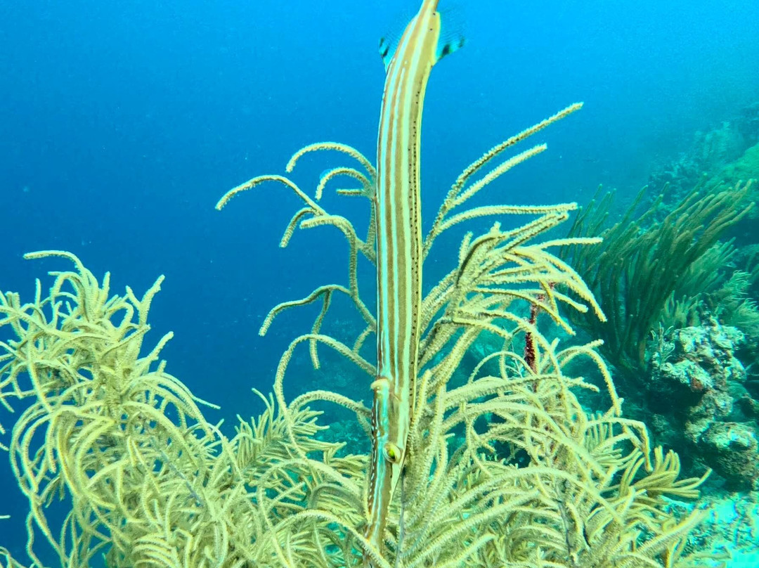 Central Dive Curacao-威廉斯塔德必去景点