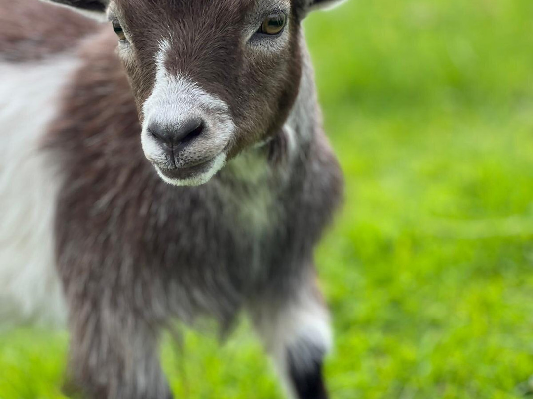 Chew Valley Animal Park-Chew Magna必去景点