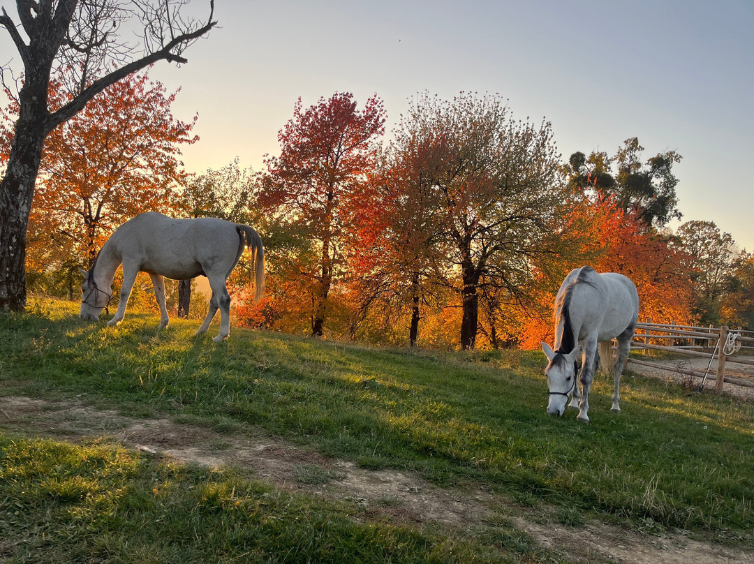 Horses Nest