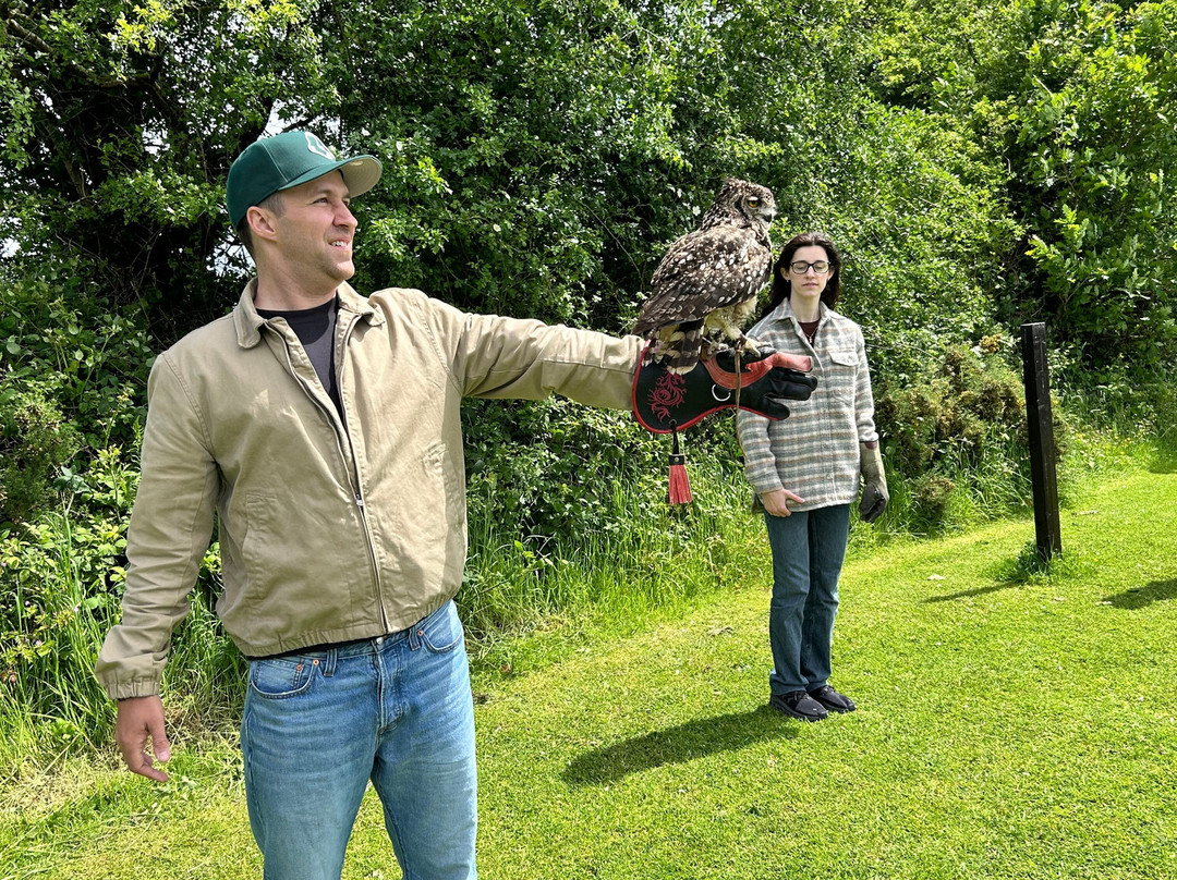 Falconry Kerry-基拉尼必去景点