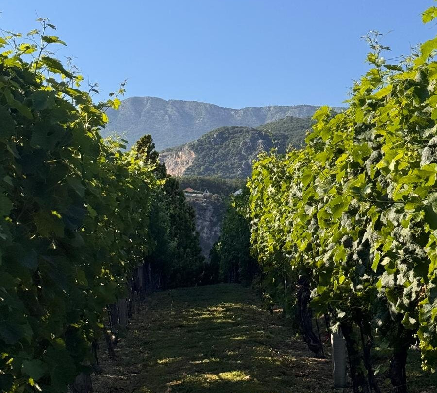 Savina Winery-赫尔采格诺维必去景点