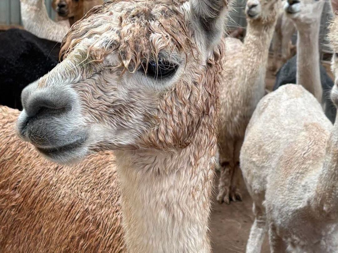 Balnuith Alpacas-敦提必去景点