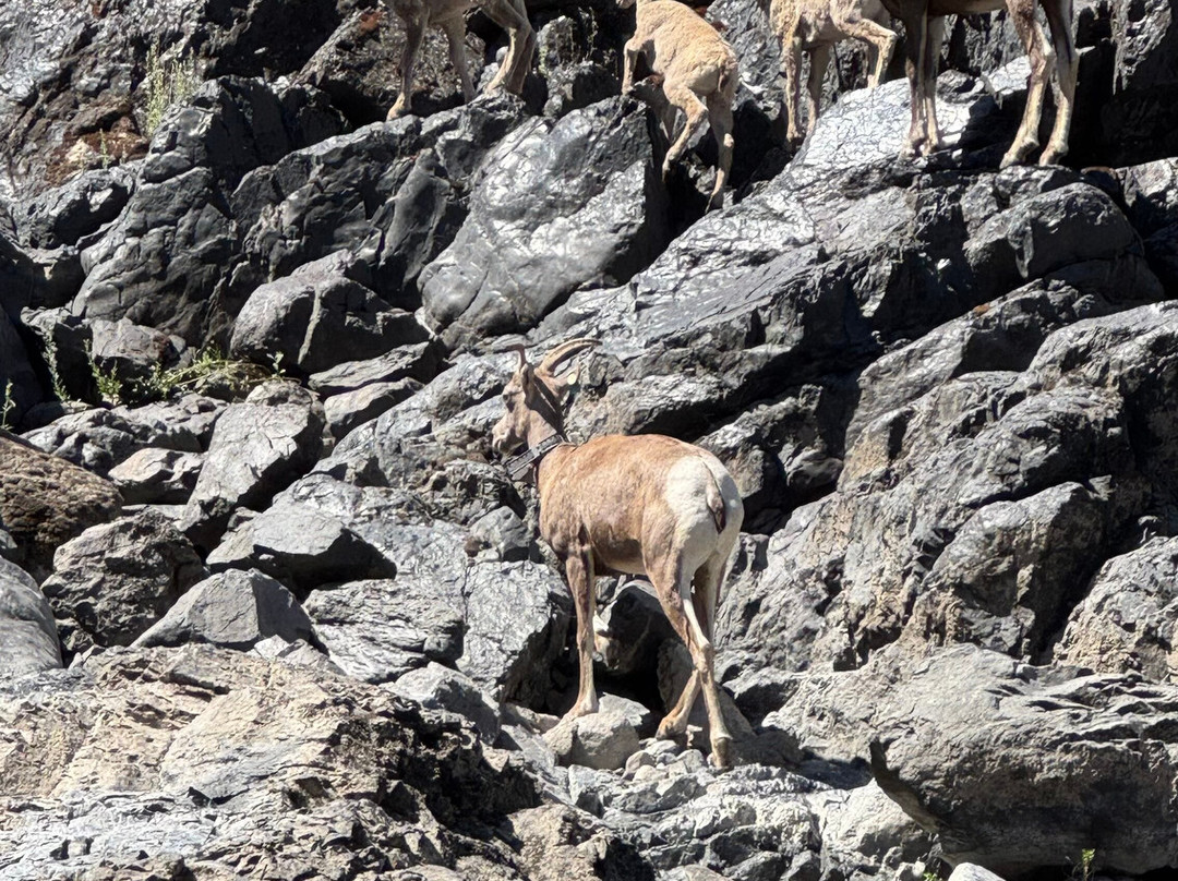 Beamers Hells Canyon Tours-Clarkston必去景点