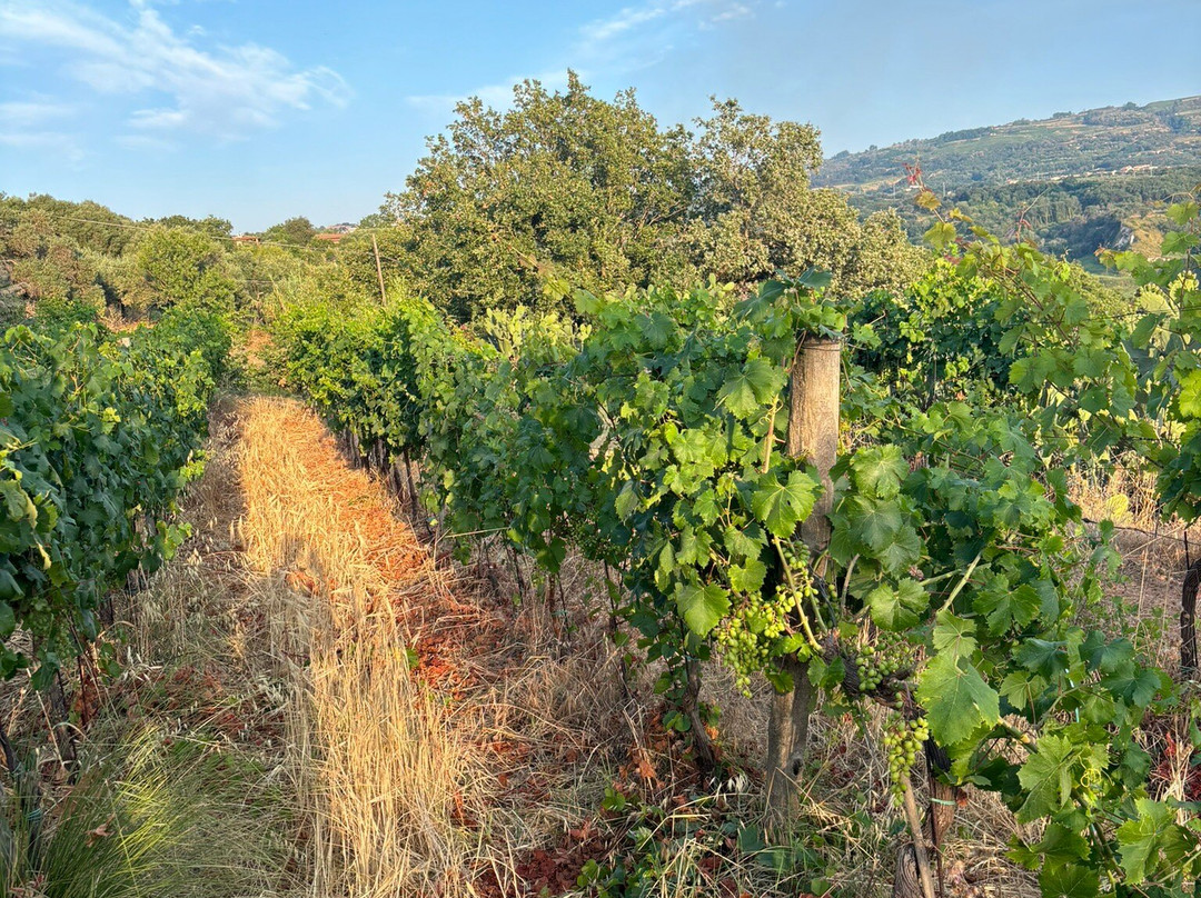 Cantina Masicei-Brattiro必去景点