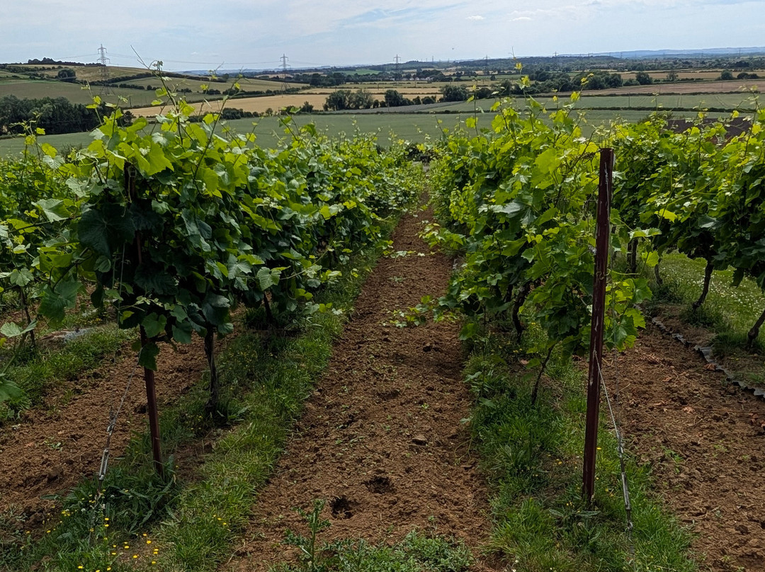 Sunnyhill Vineyard-牛津必去景点